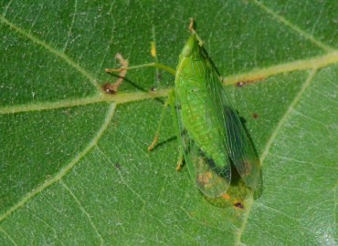 Dictyophara europaea (Linnt, 1767)