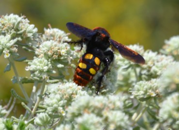 Megascolia maculata (Mamut yabanarısı) – Ahmet Güngör, İzmir