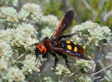 Megascolia maculata (Mamut yabanarısı) – Ahmet Güngör, İzmir