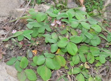 Potentilla micrantha