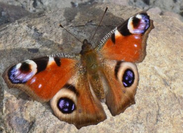 Aglais io (Tavus Kelebeği) – Ahmet Güngör, Samsun