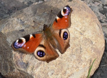 Aglais io (Tavus Kelebeği) – Ahmet Güngör, Samsun