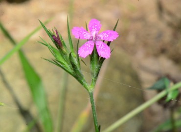 Dianthus armeria subsp. armeria (Tüylü Karanfil) – Ahmet Güngör, Samsun