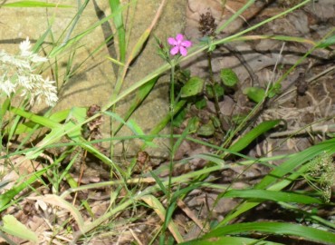 Dianthus armeria subsp. armeria (Tüylü Karanfil) – Ahmet Güngör, Samsun