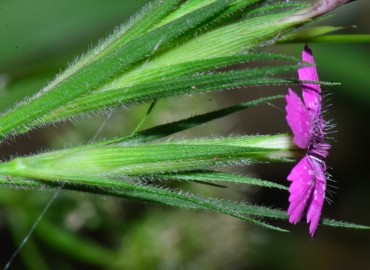 Dianthus armeria subsp. armeria (Tüylü Karanfil) – Ahmet Güngör, Samsun