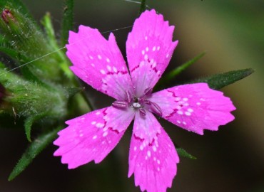 Dianthus armeria subsp. armeria (Tüylü Karanfil) – Ahmet Güngör, Samsun