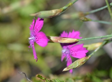 Dianthus zonatus (Halkalı Karanfil) – Ahmet Güngör, İzmir