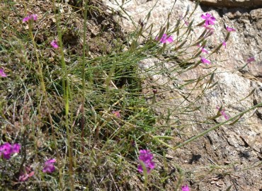 Dianthus zonatus (Halkalı Karanfil) – Ahmet Güngör, İzmir