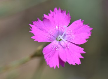 Dianthus zonatus (Halkalı Karanfil) – Ahmet Güngör, İzmir