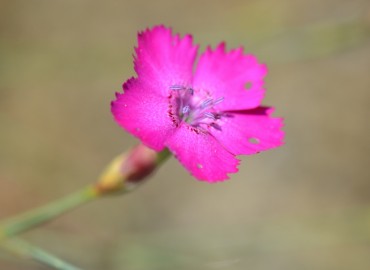 Dianthus zonatus (Halkalı Karanfil) – Ahmet Güngör, İzmir