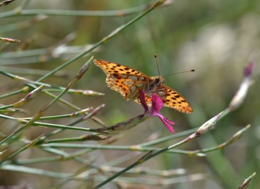 Dianthus zonatus (Halkalı Karanfil) – Ahmet Güngör, İzmir