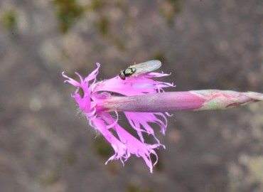 Dianthus orientalis (Yar Karanfili) – Ahmet Güngör, Rize