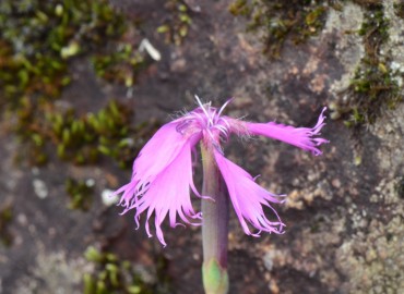 Dianthus orientalis (Yar Karanfili) – Ahmet Güngör, Rize
