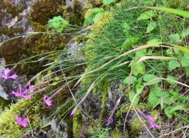 Dianthus orientalis (Yar Karanfili) – Ahmet Güngör, Rize
