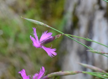 Dianthus orientalis (Yar Karanfili) – Ahmet Güngör, Rize