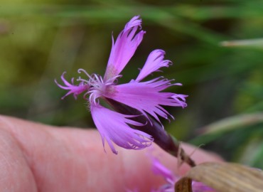 Dianthus orientalis (Yar Karanfili) – Ahmet Güngör, Rize