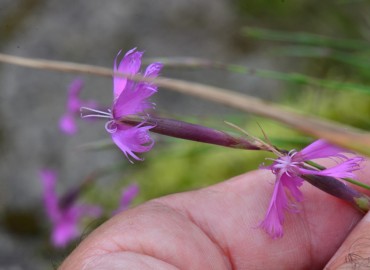 Dianthus orientalis (Yar Karanfili) – Ahmet Güngör, Rize