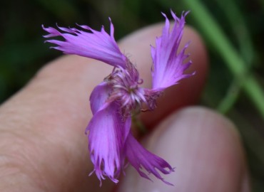 Dianthus orientalis (Yar Karanfili) – Ahmet Güngör, Rize