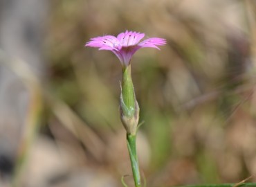 Dianthus tripunctatus (Benekli Karanfil) – Ahmet Güngör, İzmir