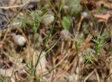 Dianthus tripunctatus (Benekli Karanfil) – Ahmet Güngör, İzmir