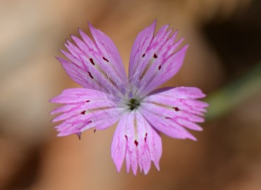 Dianthus tripunctatus (Benekli Karanfil) – Ahmet Güngör, İzmir