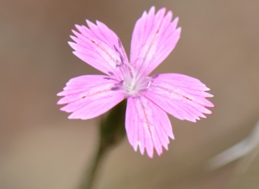 Dianthus tripunctatus (Benekli Karanfil) – Ahmet Güngör, İzmir