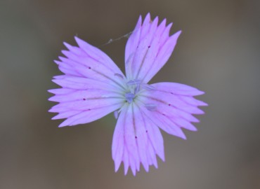 Dianthus tripunctatus (Benekli Karanfil) – Ahmet Güngör, İzmir