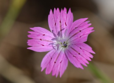 Dianthus tripunctatus (Benekli Karanfil) – Ahmet Güngör, İzmir