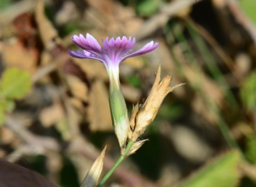 Dianthus strictus (Dimisok) – Ahmet Güngör, Adana