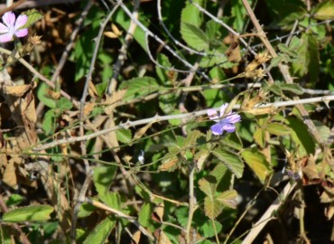 Dianthus strictus (Dimisok) – Ahmet Güngör, Adana
