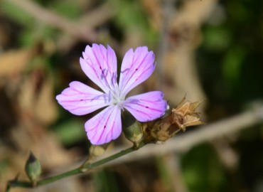 Dianthus strictus (Dimisok) – Ahmet Güngör, Adana