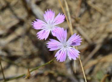 Dianthus strictus (Dimisok) – Ahmet Güngör, Adana