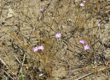 Dianthus strictus (Dimisok) – Ahmet Güngör, Adana