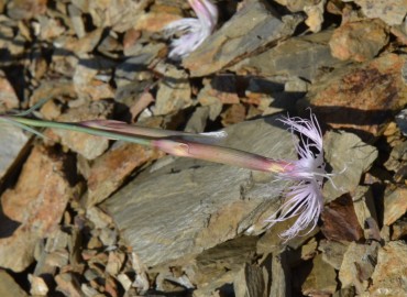 Dianthus crinitus (Uzunçanak) – Ahmet Güngör, Konya