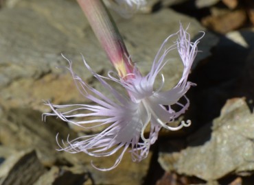 Dianthus crinitus (Uzunçanak) – Ahmet Güngör, Konya