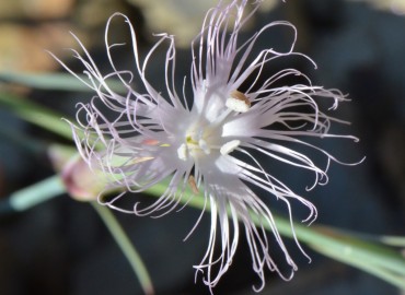 Dianthus crinitus (Uzunçanak) – Ahmet Güngör, Konya
