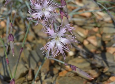 Dianthus crinitus (Uzunçanak) – Ahmet Güngör, Konya