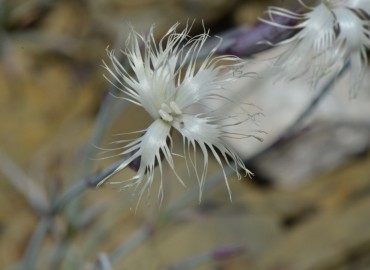 Dianthus crinitus (Uzunçanak) – Ahmet Güngör, Konya