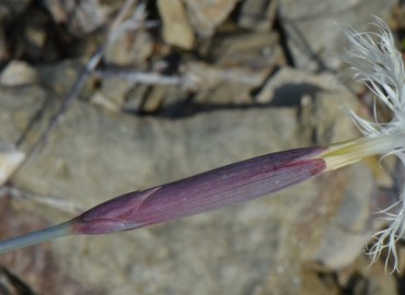 Dianthus crinitus (Uzunçanak) – Ahmet Güngör, Konya