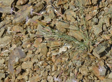 Dianthus crinitus (Uzunçanak) – Ahmet Güngör, Konya
