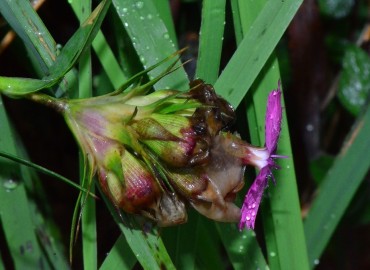 Dianthus carmelitarum (Samsu) – Ahmet Güngör, Giresun