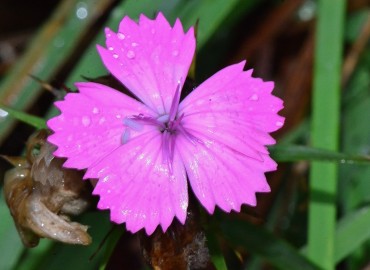 Dianthus carmelitarum (Samsu) – Ahmet Güngör, Giresun