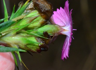 Dianthus carmelitarum (Samsu) – Ahmet Güngör, Giresun