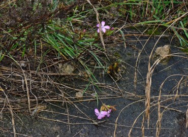 Dianthus carmelitarum (Samsu) – Ahmet Güngör, Giresun