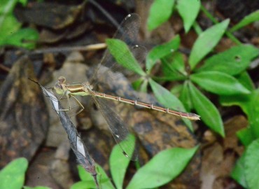 Lestes barbarus (Fabricius, 1798)