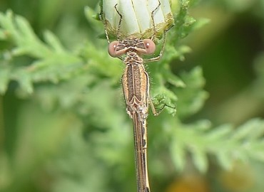 Sympecma fusca (Vander Linden, 1820)