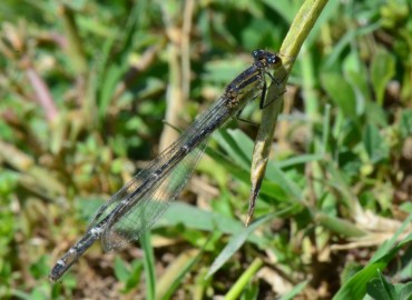 Ischnura elegans (Vander Linden, 1820) – Ahmet Güngör, Samsun