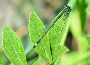 Ischnura elegans (Vander Linden, 1820) – Ahmet Güngör, Samsun