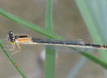 Ischnura elegans (Vander Linden, 1820) – Ahmet Güngör, Sinop