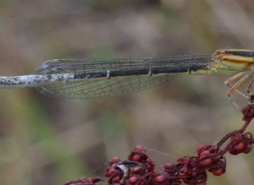 Ischnura elegans (Vander Linden, 1820) – Ahmet Güngör, Ordu